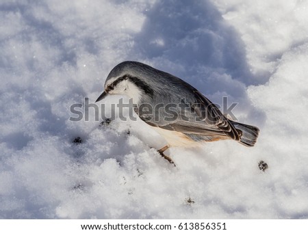 Nuthatch feeding on seeds in winter on snow