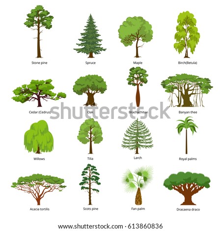 Flat green trees vector illustration set. Stone pine, spruce, maple, birch, cedar, oak, brachychiton, banyan, willow, larch, palm, scots pine forest tree icons. Nature concept.