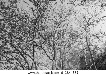 Top rimy branches of forest trees closes, black and white background