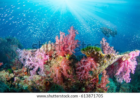 Wonderful and beautiful underwater world with corals, fish, scuba diver and sunlight