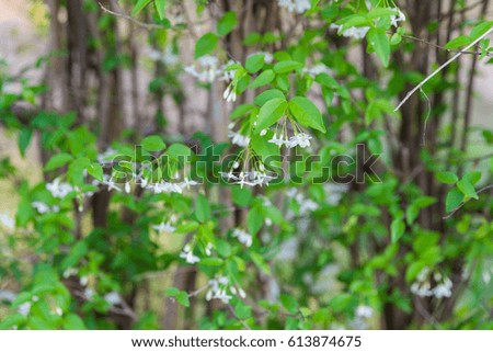Wrightia religiosa plant