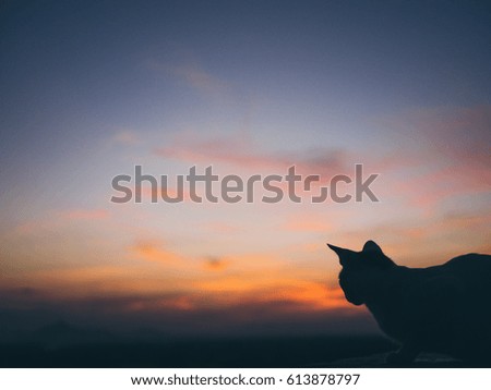 outdoor portrait, silhouette of a thai cat has sitting on pillar with sunset light,filtered image,selective focus