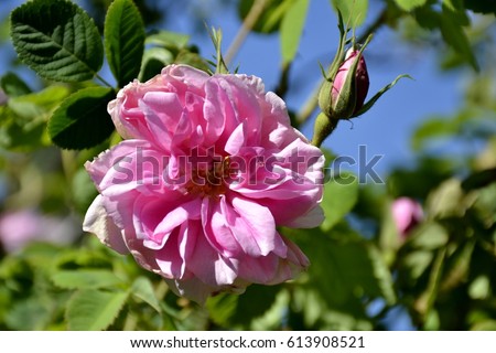 Details of wild damascus rose and green leaves