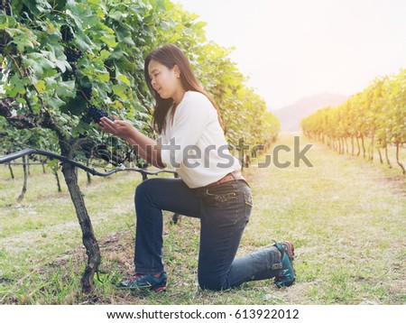 Vineyard woman worker checking wine grapes in vineyard. Winery, winemaker business.
