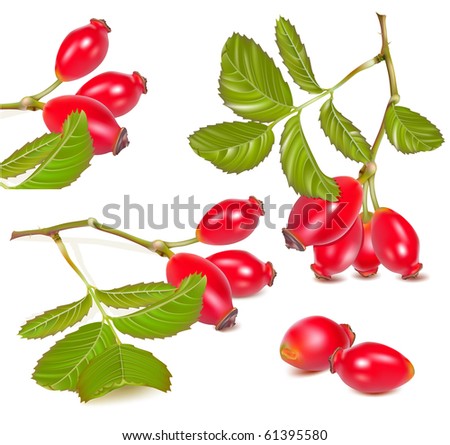Vector illustration.  Red rose hip. Royalty-Free Stock Photo #61395580