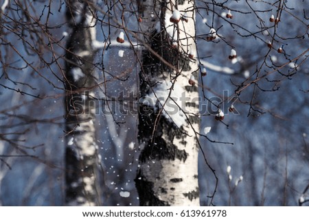 Snow birch rowanberry
