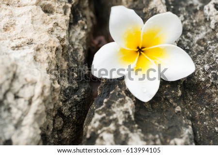 White and yellow plumeria fallen on the background stones.