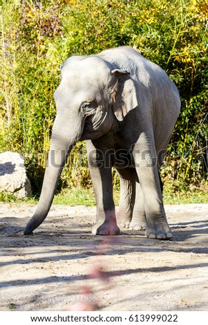 African elephant at the zoo
