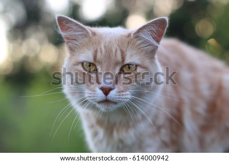 Ginger cat. Animal portrait