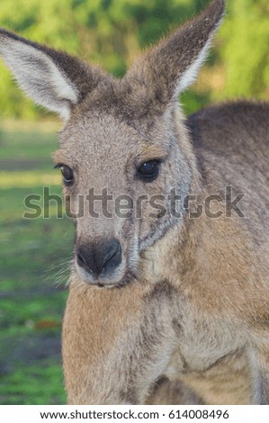close up of Kangaroo in Australia