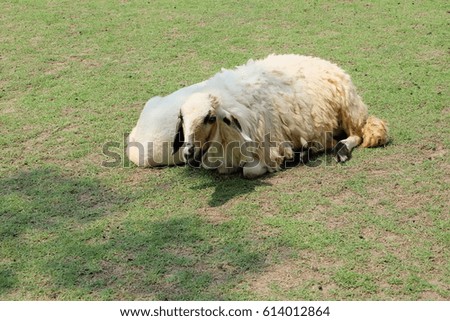 sheep on green grass