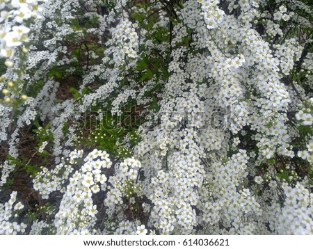 photo background ornamental spring flowering tree branches, covered with small flowers with white petals, as the source for design, printing, advertising, decorating