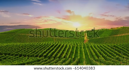 Vineyard in Pfalz, Germany Royalty-Free Stock Photo #614040383