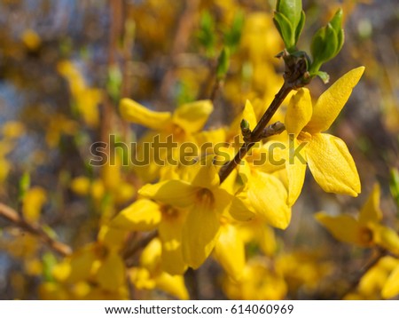 Forsythia flowers placed put on the ground