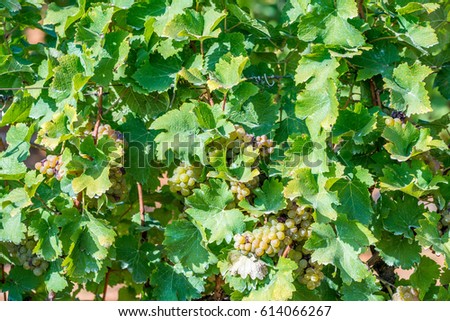 Grapes farm , Mature vines Bunches of grapes in Red Mountain vineyard, Inle Lake, Myanmar Burma