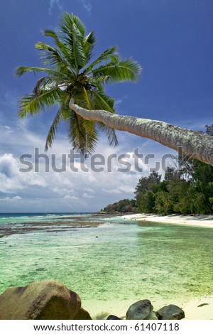 Pamtree at Seychelles Tropical Dream Beach