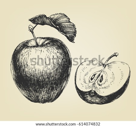 Hand drawn apple, whole and half