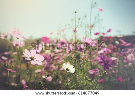 Purple, pink, cosmos flowers in the garden with sky clouds background in pastel retro vintage style.soft focus and selective focus.