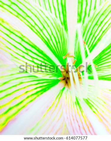     Bright green and yellow lily macro image                      