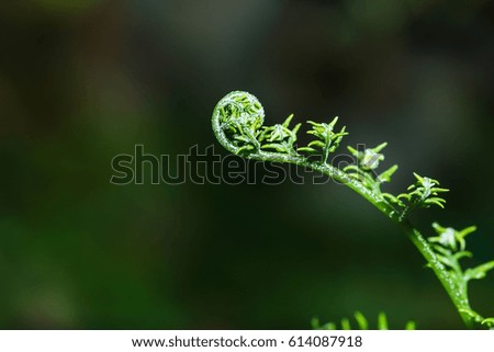 Soft shoots ferns Green  of  on a leaves background