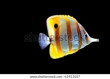 Tropical reef fish isolated, black background