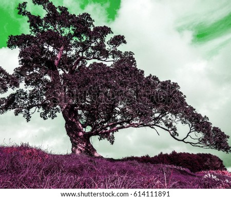altered image of one large, purple tree with purple grass and a green sky in a fantasy alien landscape. Taken on Waiheke Island, New Zealand