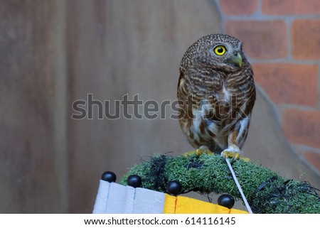 Little owl sitting on stump with wall background