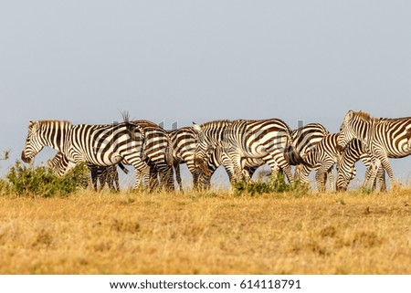 Flock of zebras on the African savannah