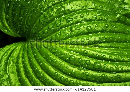 leaf rain spring nature green leaf with water drops for background