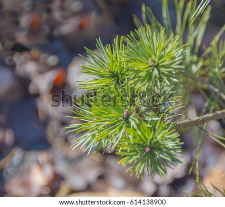 background, Christmas tree branch, or eat on the street, Sunny day, closeup.