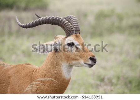 Portrait of a Kob at the savanna
