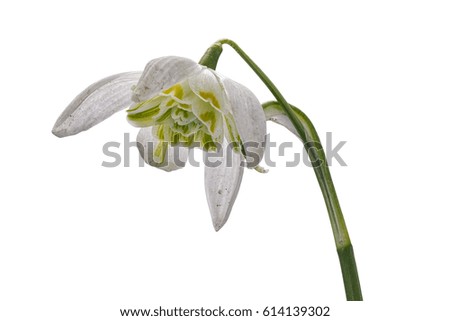 Snowdrop (Galanthus nivalis) isolated on a white background
