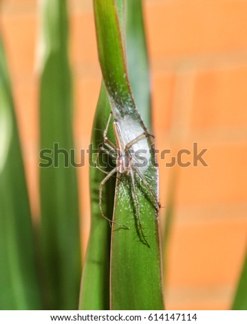 A photograph of a Lynx Spider guarding her cocoon. This photo was taken in Brisbane, Australia. 