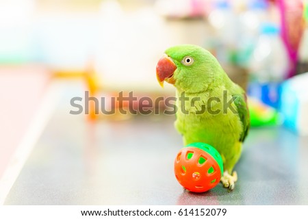 Alexandrine Parakeet, Green parrot with red mouth playing ball on the table.