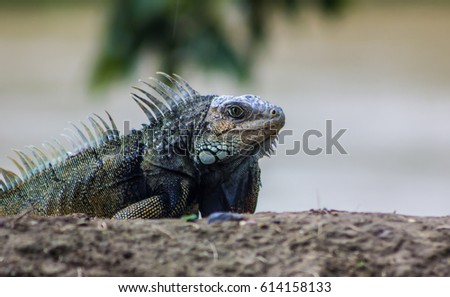 Another picture of the Iguana with orange crest on the banks of a river in Colombia