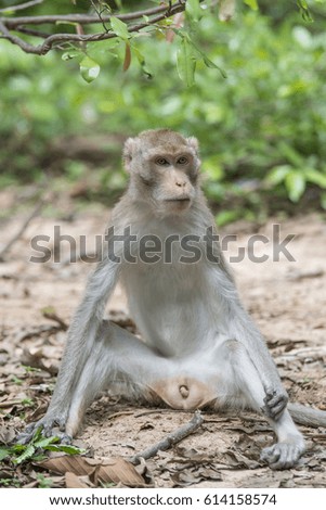 The monkeys are sitting on the ground covered with dry leaves.