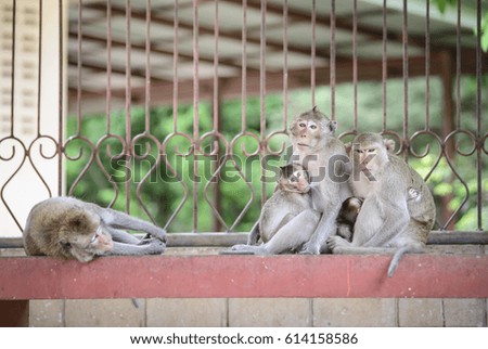 The monkey family resting comfortably in the pavilion.