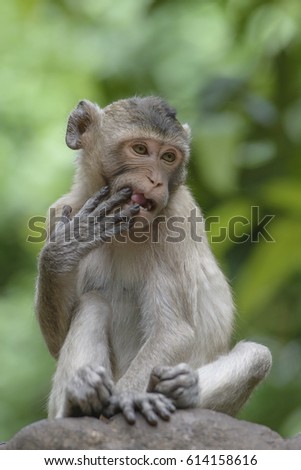 Monkey sitting on a tree in the forest.