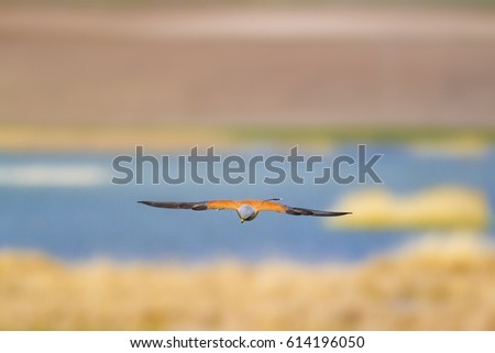 Flying falcon. Nature Background. Lesser Kestrel / Falco naumanni