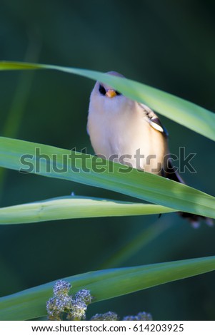 Cute bird. Green nature background.
Bearded Reedling / Panurus biarmicus