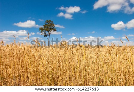 Lonely tree on the field. Field with wheat. Summer day.