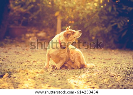 Vintage picture style of a dog try to scratching its skin.
