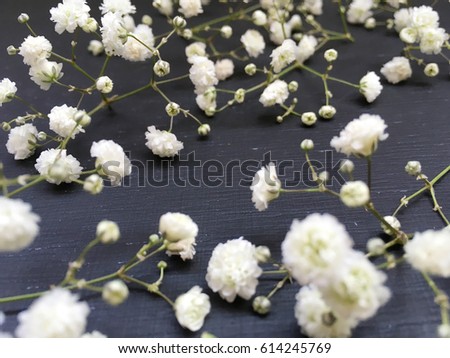  gypsophila on black chalkboard with space for your logo