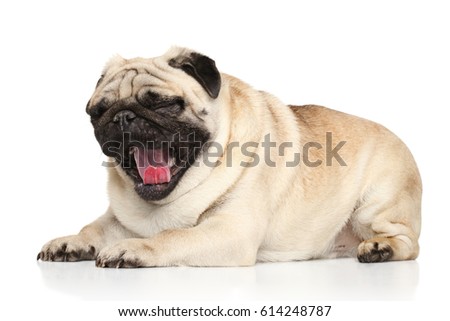 Pug dog yawn in front of white background