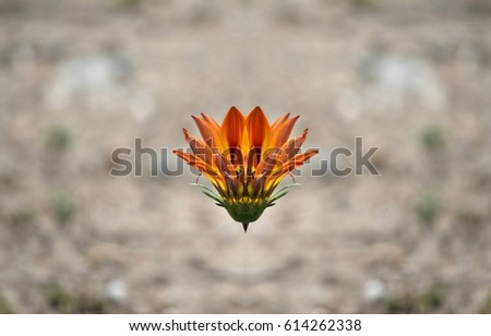 Gazania daisy flower