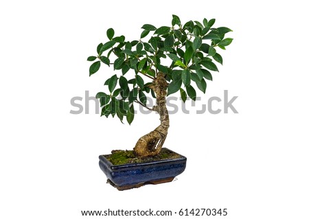 Bonsai, Ficus retusa, In a marble pot, Isolated, on white background. Drops of water on the leaves. Indoor plant. Royalty-Free Stock Photo #614270345