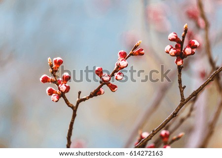 Flowering trees in April. Beautiful nature of Ukraine in the spring. Spring freshness.