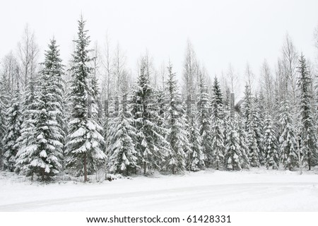 Snow forest Royalty-Free Stock Photo #61428331
