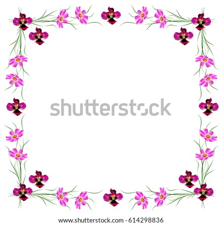 daisies summer flower isolated on white background. 