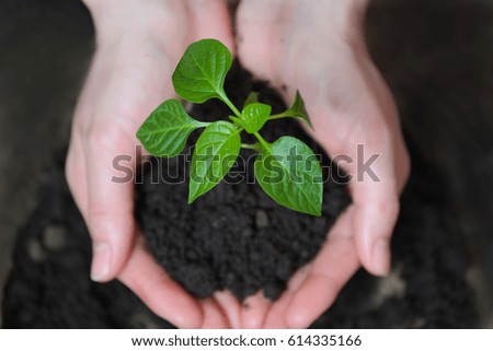 Woman hands holding young plant. Ecology concept